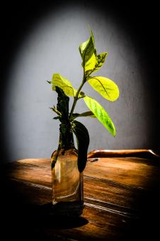 Free Stock Photo of Plant vase