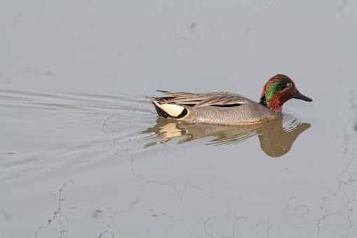 Free Stock Photo of Common Teal