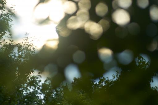 Free Stock Photo of Defocus nature