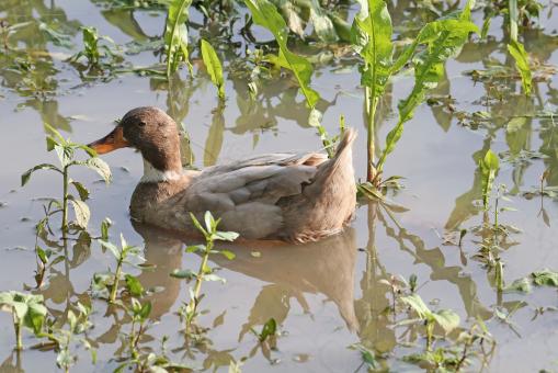 Free Stock Photo of Runner duck
