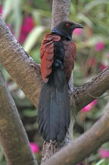 Free Stock Photo of Greater Coucal