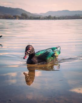Free Stock Photo of swimming duck