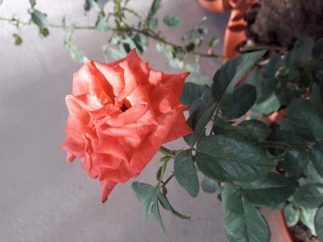 Free Stock Photo of Rose