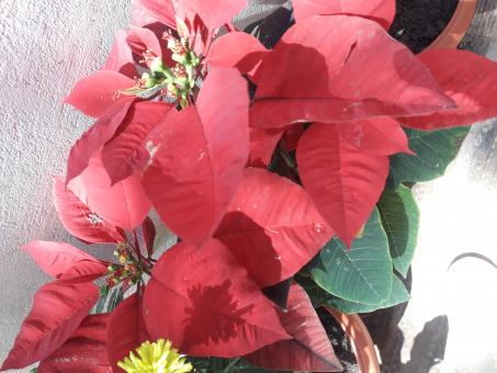 Free Stock Photo of Red leaves plant