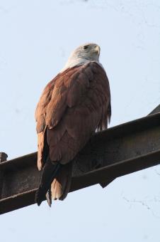 Free Stock Photo of Brahminy Kite