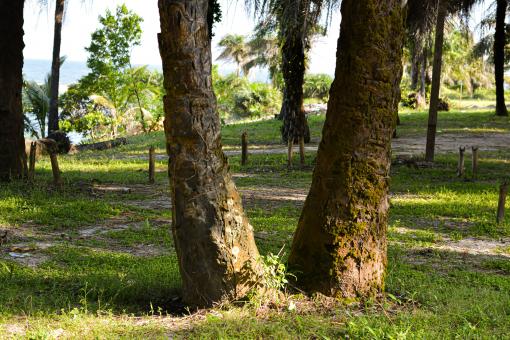 Free Stock Photo of Twin tree