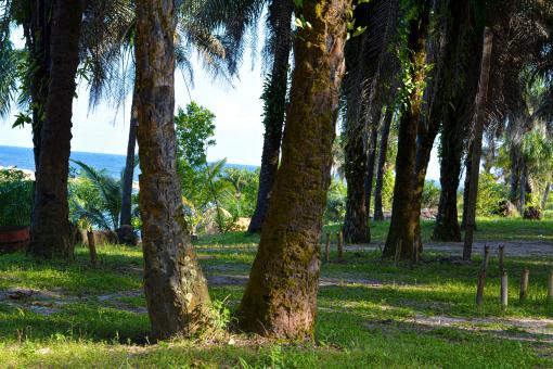 Free Stock Photo of Twin tree
