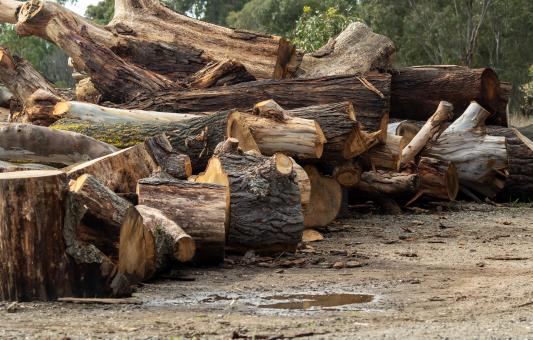 Free Stock Photo of Tree Logs