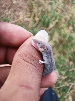 Free Stock Photo of Small mouse