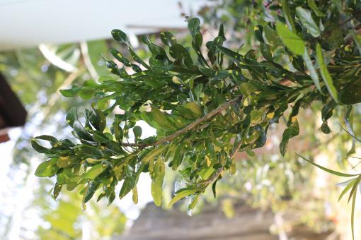 Free Stock Photo of green and yellow croton tree
