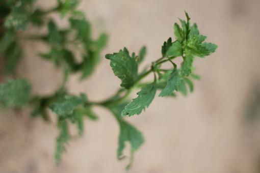 Free Stock Photo of Small plant growing
