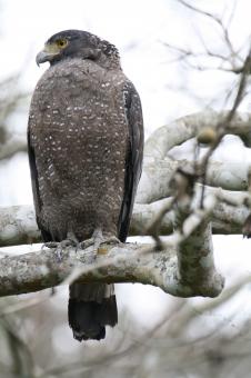 Free Stock Photo of Crested serpent eagle