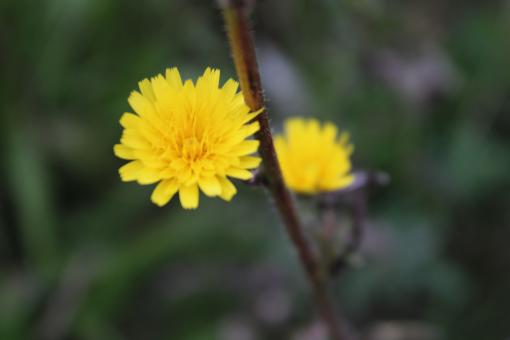Free Stock Photo of Dandelion