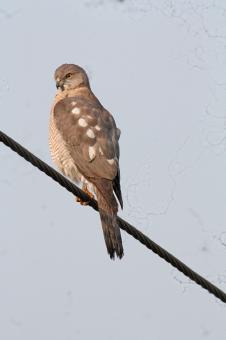 Free Stock Photo of Shikra