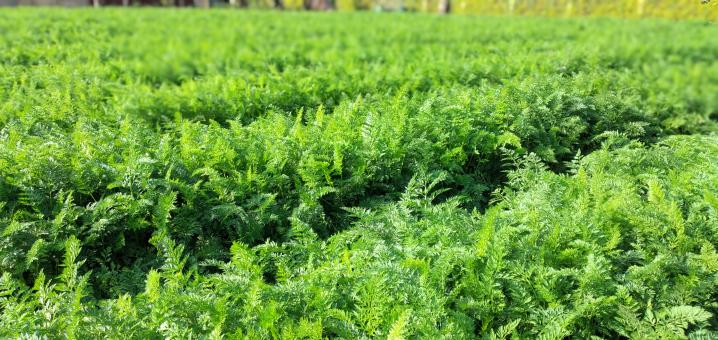 Free Stock Photo of Carrot field