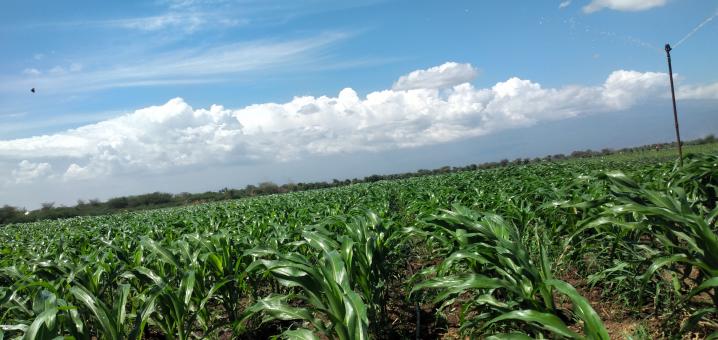 Free Stock Photo of Maize