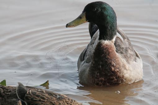 Free Stock Photo of Mallard