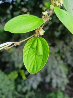 Free Stock Photo of Plum leaf