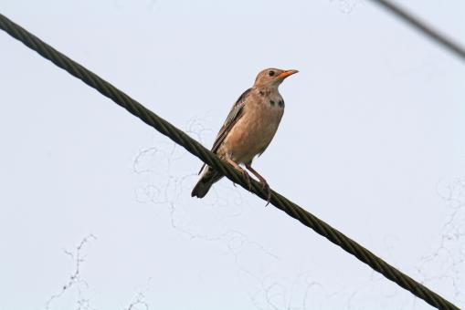 Free Stock Photo of Paddy filed pipit