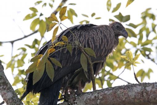 Free Stock Photo of Himalayan Vulture