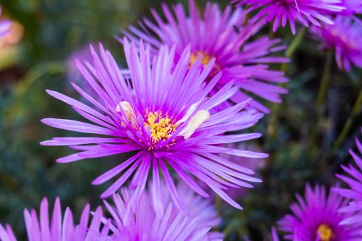 Free Stock Photo of A pink flower
