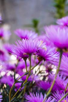 Free Stock Photo of A pink flower
