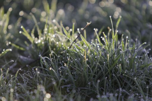 Free Stock Photo of Grass