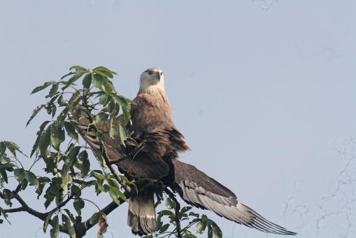 Free Stock Photo of Pallas fish eagle