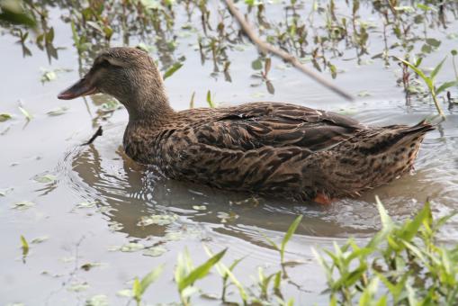 Free Stock Photo of Mallard