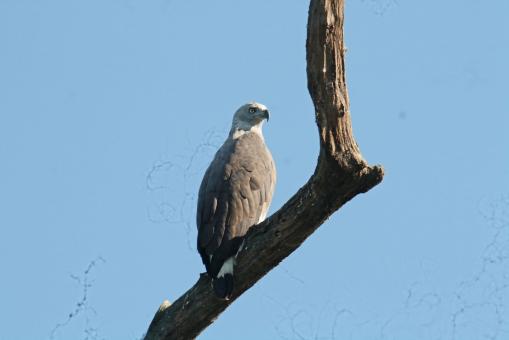 Free Stock Photo of Grey headed fish eagle