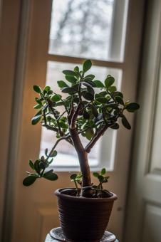 Free Stock Photo of Money plant