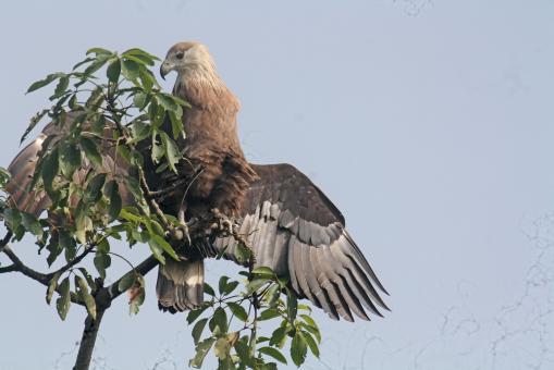 Free Stock Photo of Pallasis fish eagle