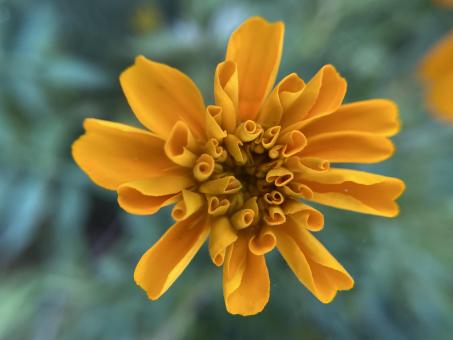 Free Stock Photo of Flower Macro