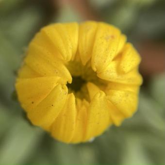 Free Stock Photo of Flower blossom
