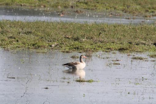 Free Stock Photo of Greylag Goose