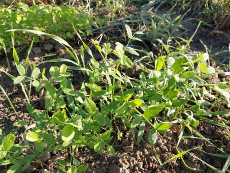 Free Stock Photo of Green vegetable plants in a rural garden