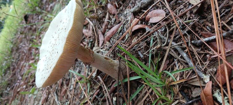 Free Stock Photo of Mushroom 