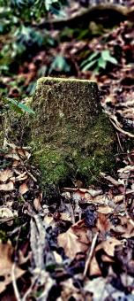 Free Stock Photo of Stump