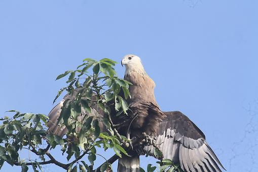 Free Stock Photo of Pallsis fish eagle
