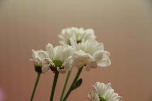 Free Stock Photo of White Daisies