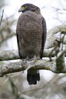 Free Stock Photo of crested serpent eagle