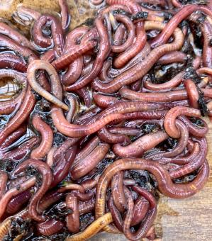 Free Stock Photo of Redworms