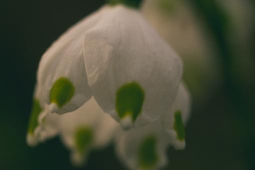 Free Stock Photo of Spring flower