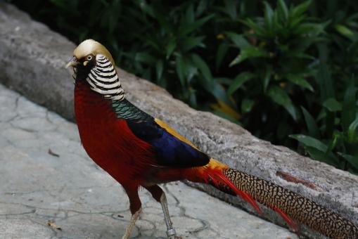 Free Stock Photo of Golden  Pheasant