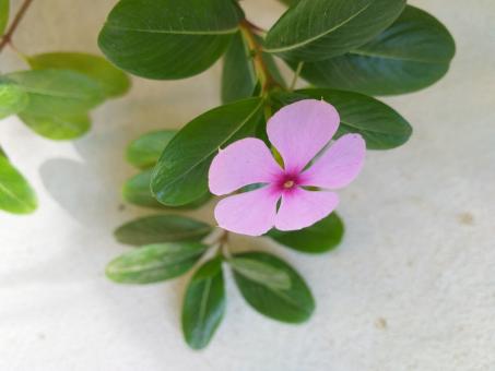 Free Stock Photo of Flower 