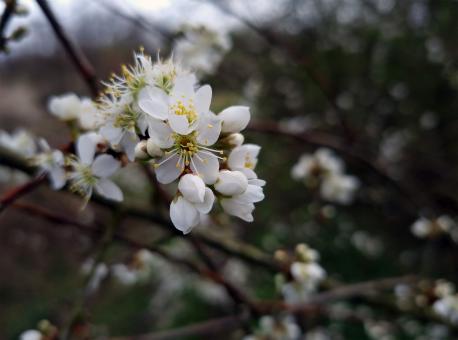 Free Stock Photo of Spring flowers