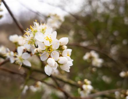 Free Stock Photo of Spring flowers
