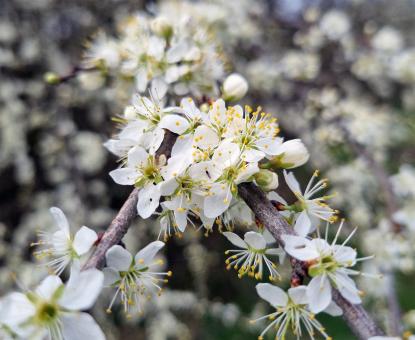 Free Stock Photo of Spring flowers