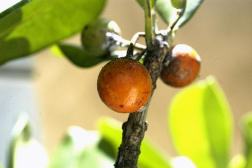 Free Stock Photo of Massaranduba 