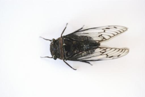 Free Stock Photo of Cigarra